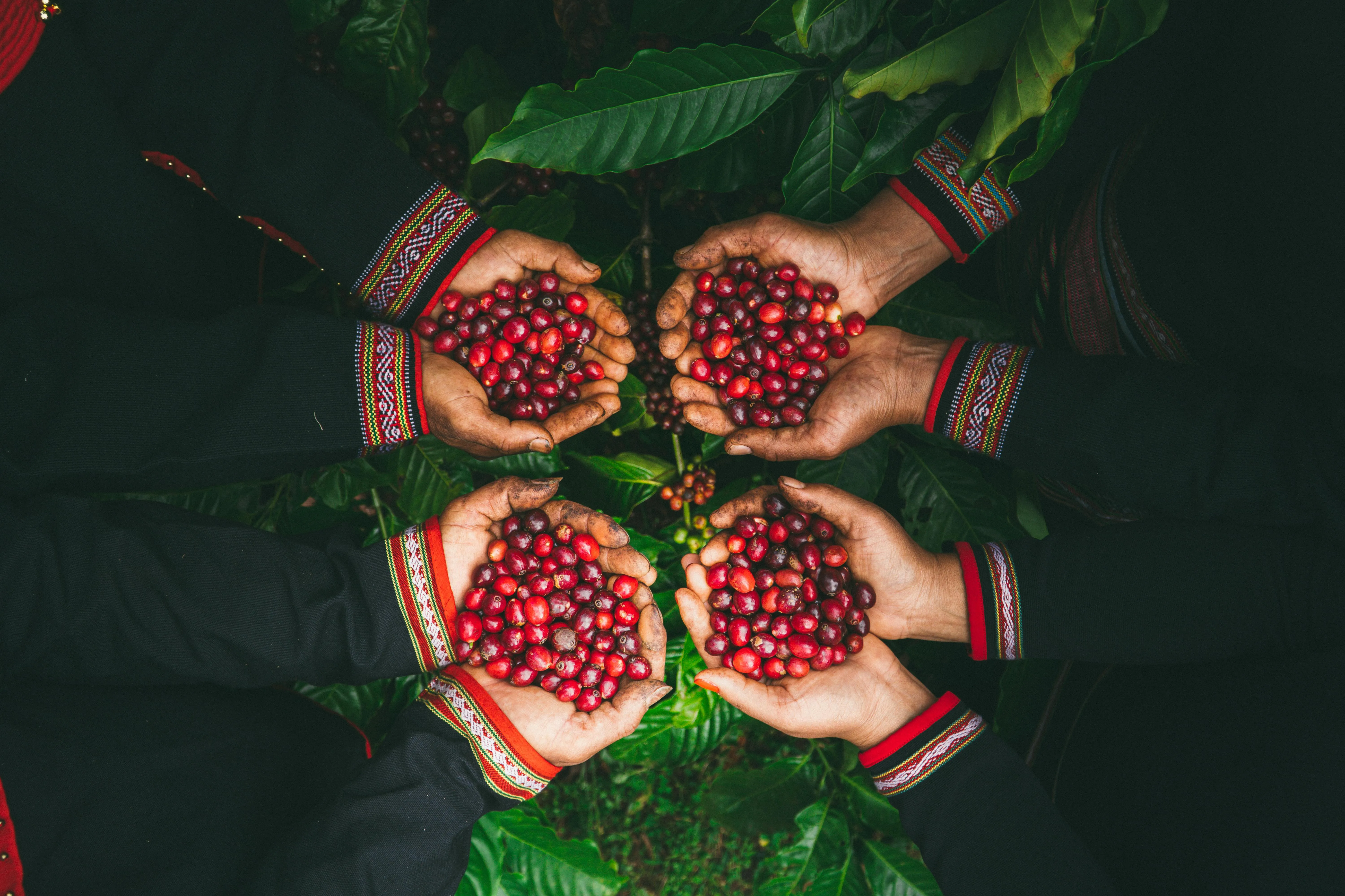 Ethiopian coffee farms