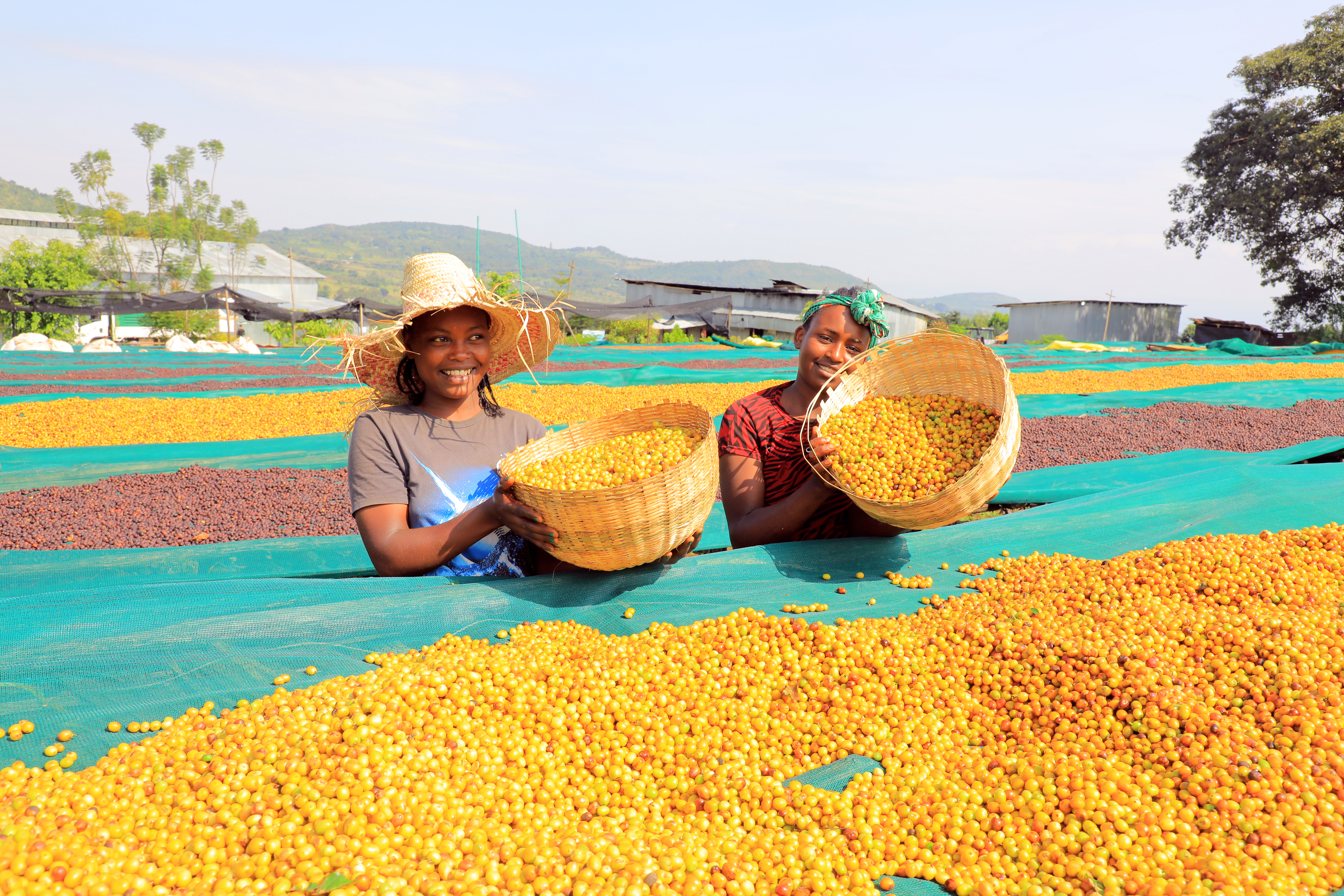 First coffee washing station in Kercha
