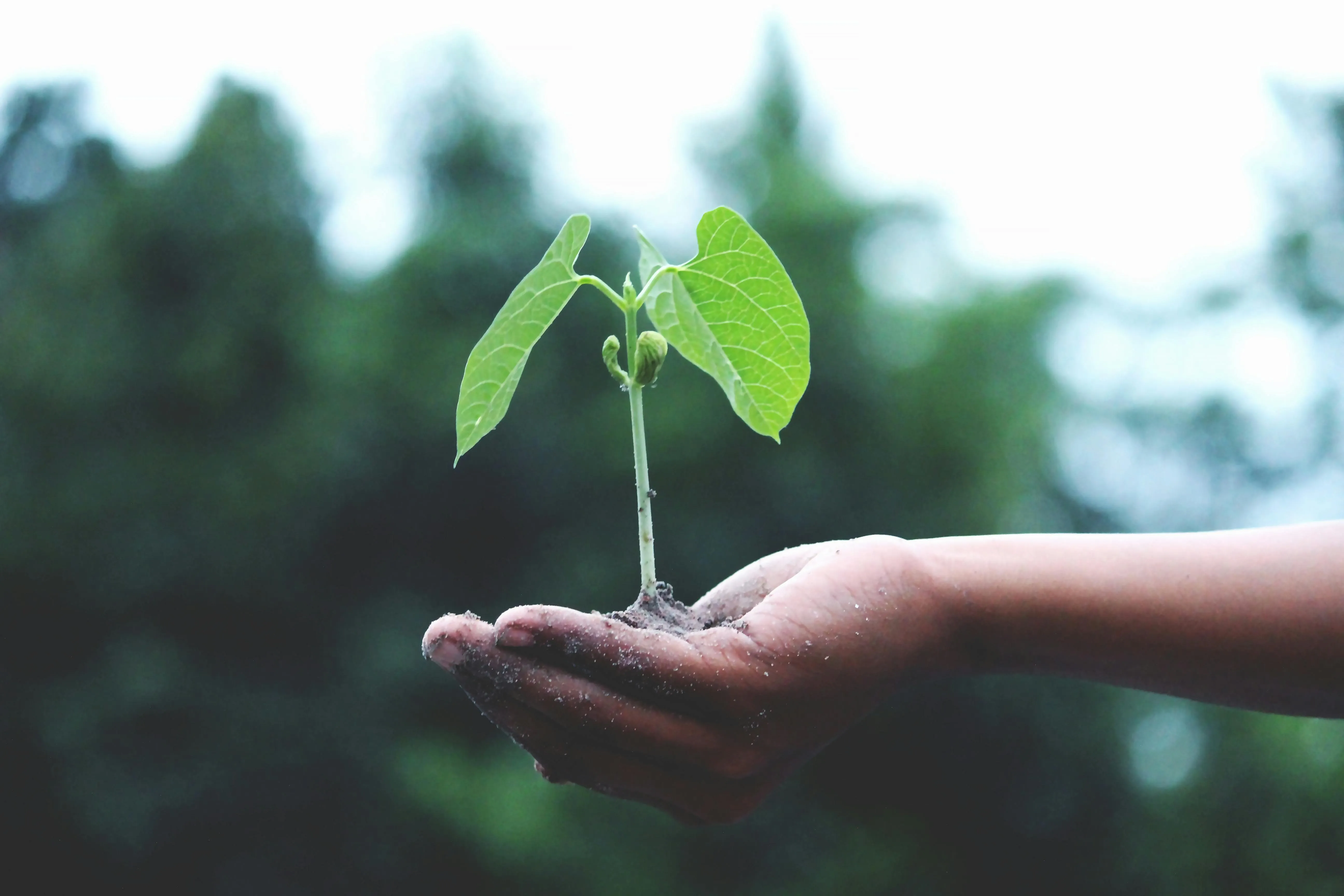 Kerchanshe Reforestation