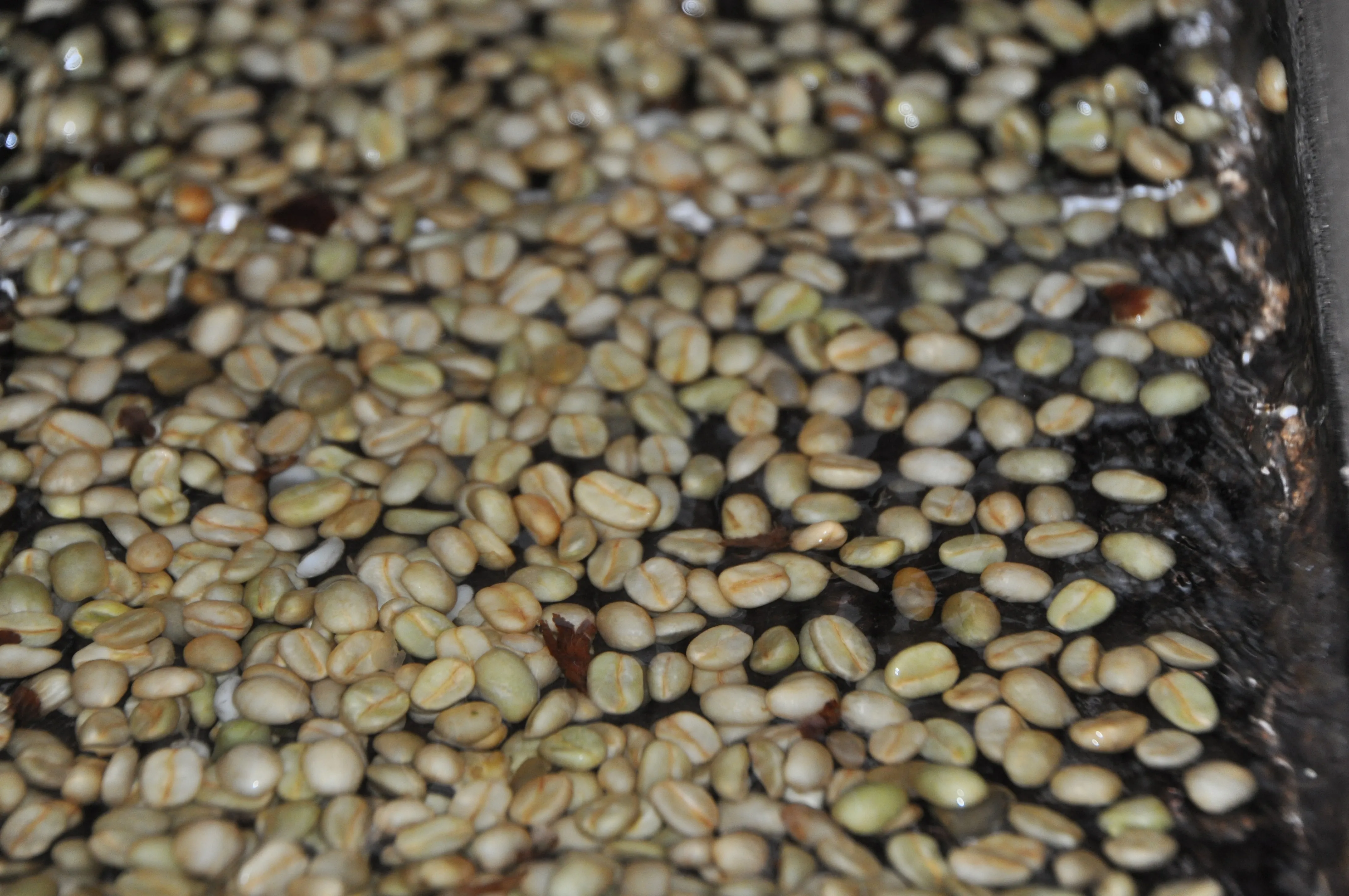 Expansion to Guji and Sidamo