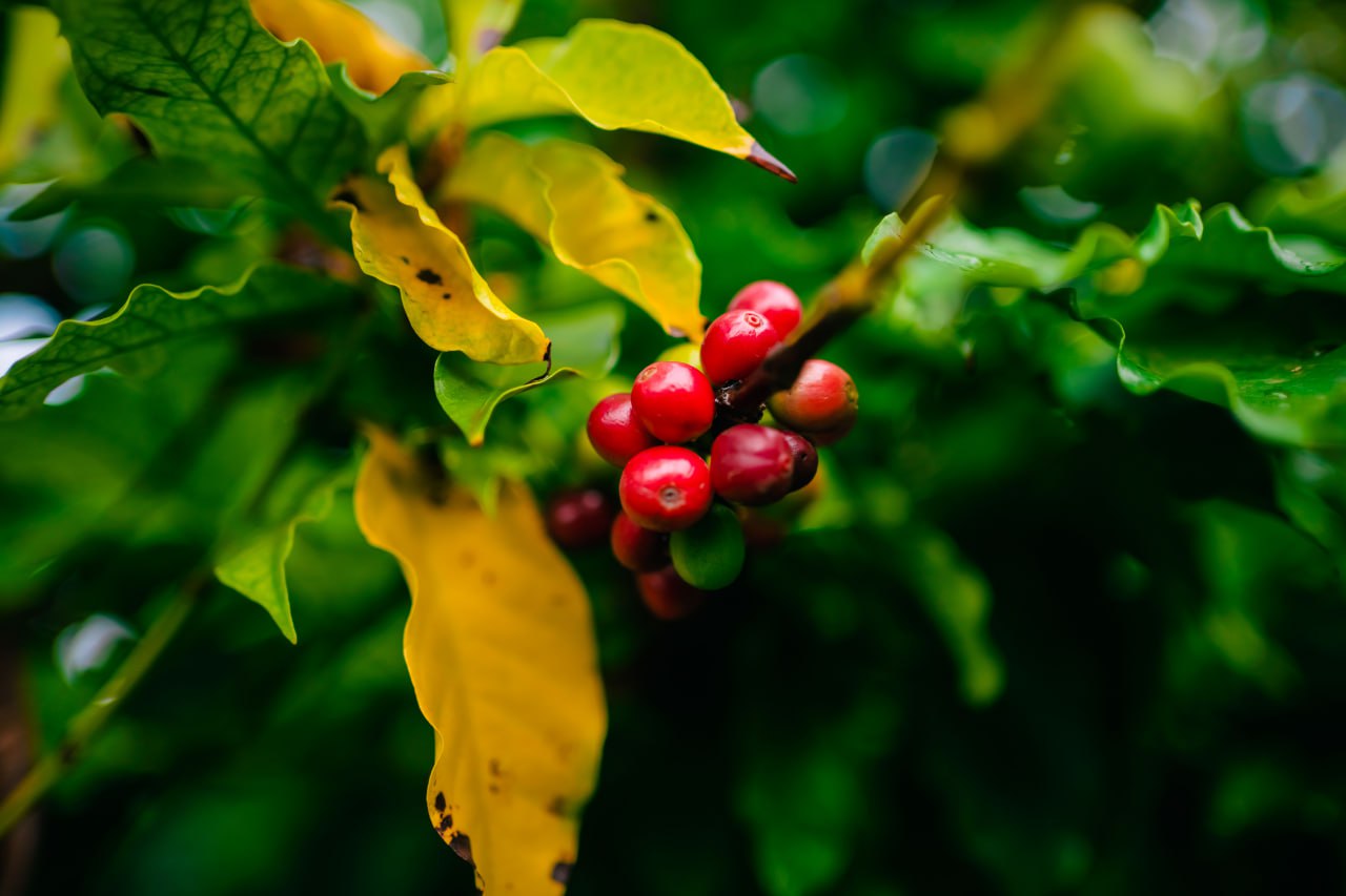 Kerchanshe Coffee Export