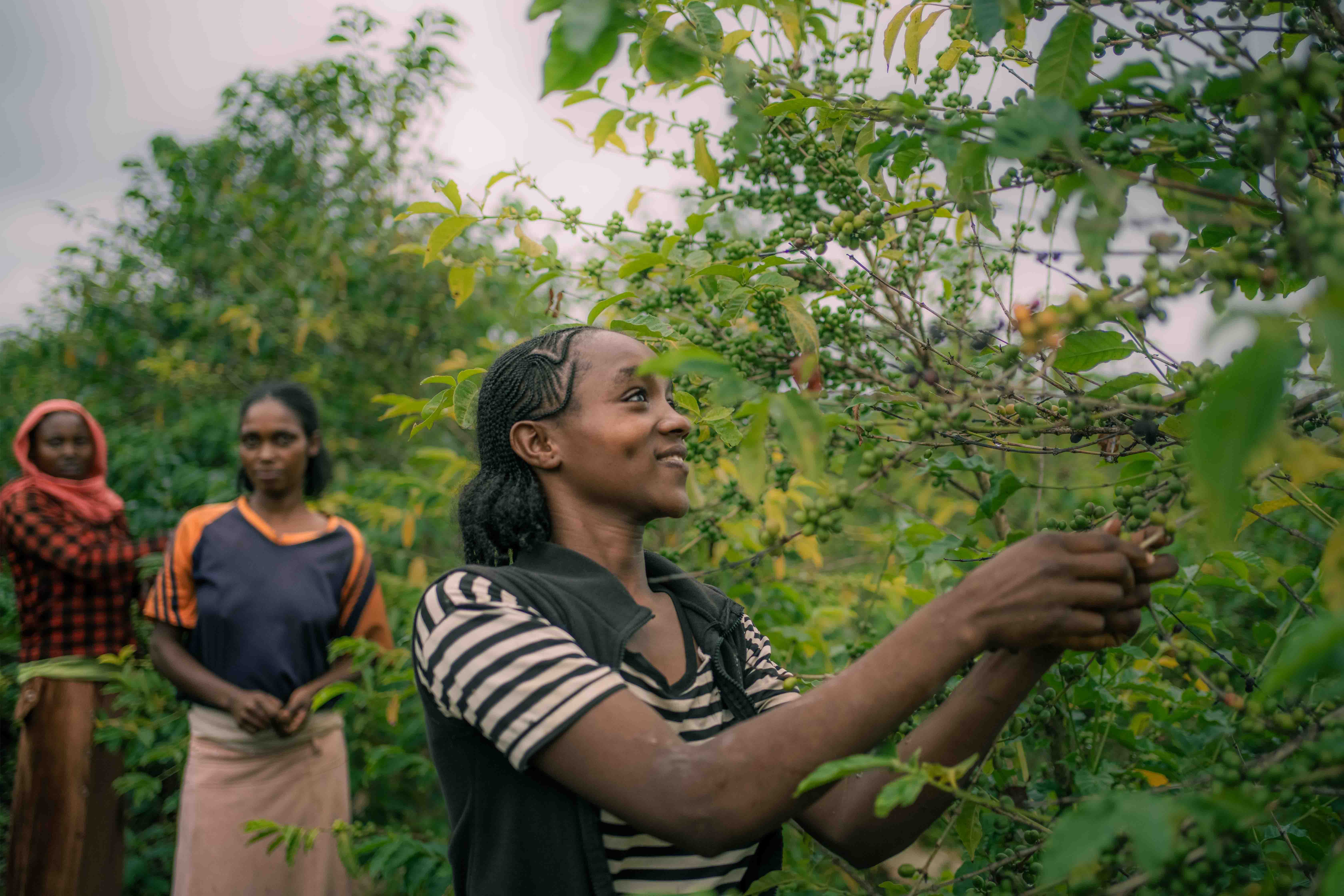 Coffee Season Celebration